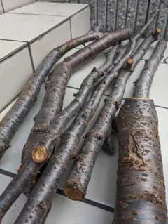 Item thumbnail for item a8c066ea-efae-4f0b-8210-5b1c821e527a