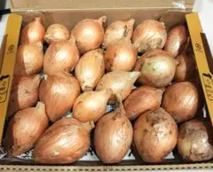 新玉ねぎ 1.2kg 福岡県むなかた産のサムネイル
