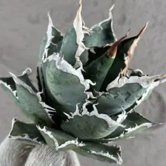 2026年最新】アガベ海王の人気アイテム - メルカリ