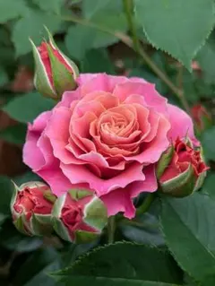 2026年最新】薔薇上海ガールの人気アイテム - メルカリ