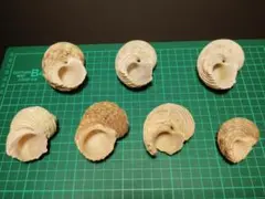 夜光貝 ヤコウ貝 まとめ売り 17個 約15kg アクセサリー ルアー - メルカリ