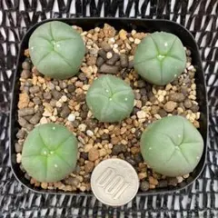 ね*こ様 黒肌疣翠冠玉 自根 鉢植え メルカリ便送料込み 2025年最新】翠冠玉の人気アイテム - メルカリ