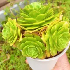 写真現物 翡翠瑠璃錦 抜き苗 大 4号鉢 多肉植物 - メルカリ