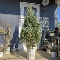 コニファー ムーングロー 180cm❗綺麗な樹形 シルバーリーフ 優良株