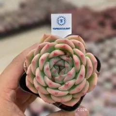 Top【選抜株】多肉植物 362112ブラックマディバ 40個 鉢無し/脱土