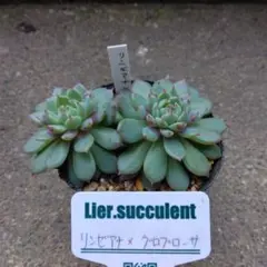 2026年最新】リエール苗の人気アイテム - メルカリ