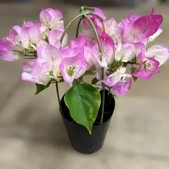 2026年最新】ブーゲンビリアの人気アイテム - メルカリ