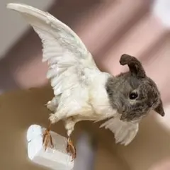 2026年最新】鳥剥製の人気アイテム - メルカリ