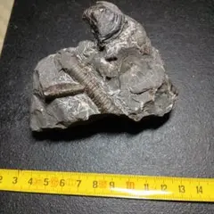 国産化石メタプラアンモナイト 標本－59 - メルカリ