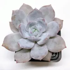 2025年最新】リラシナの人気アイテム - メルカリ