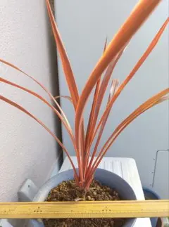 はなはなはなこ様 リクエスト 2点 まとめ商品