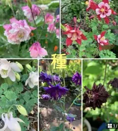 アンコロリ様 リクエスト 4点 まとめ商品