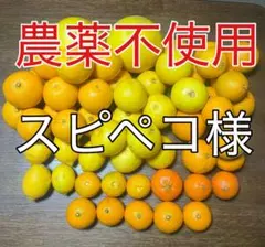 2026年最新】チャンドラポメロの人気アイテム - メルカリ