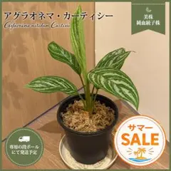 ★サマーSALE【美株・純血統子株】アグラオネマ・カーティシー 【親株直系】 ☆サマーSALE【美株・純血統子株】アグラオネマ・カーティシー 【親株