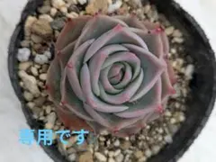 baron様 専用出品
