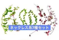 ネックレス系7種セット カット苗 斑入りハートカズラ　グリーンネックレス