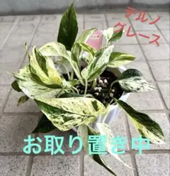 ポトス テルノグレース 観葉植物 激レア 札付き 希少 - メルカリ