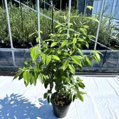 duffer0401様 リクエスト 2点 まとめ商品