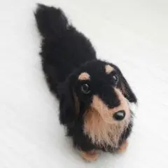 羊毛フェルト 犬　ミニチュアダックスフント　ブラックタン