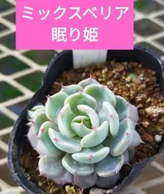 2026年最新】ミックスベリアの人気アイテム - メルカリ