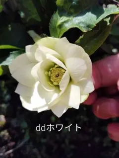 13 クリスマスローズ種子 多弁ホワイト糸ピコティ(セルフ) 5粒 - メルカリ