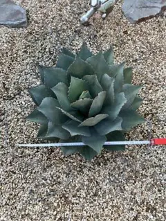 アガベ パリー 実生株　大株
