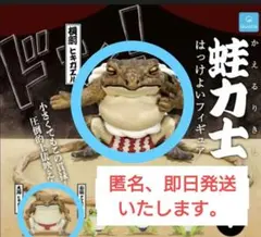 2026年最新】蛙力士 横綱の人気アイテム - メルカリ