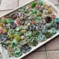 2026年最新】紫紺の矢 ミックスベリアの人気アイテム - メルカリ