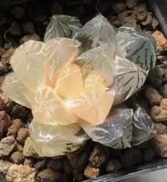 多肉植物　ハオルチア　秋祭オブツーサ錦　鮮明錦　　極上斑のサムネイル