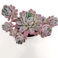 しゅう様 リクエスト 2点 まとめ商品