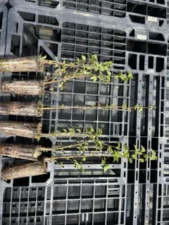 白樺の鉢植え　No.40　樹高127cm　送料込 白樺の鉢植え No.40 樹高127cm 送料込 - メルカリ