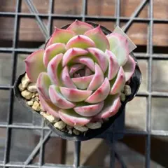 ふくふく亭⑅︎◡̈︎*プロフ必読様 リクエスト 4点 まとめ商品