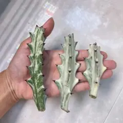 マカロニ様 リクエスト 2点 まとめ商品