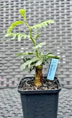 センナメリディオナリス 実生 鉢ごと 塊根 - メルカリ