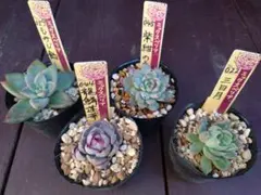 2025年最新】龍鱗蓮華の人気アイテム - メルカリ