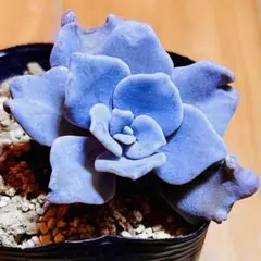 多肉植物❤️クリストペートビューティー❤️韓国苗育成 抜き苗 a18のサムネイル