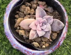 2025年最新】ペンタンドラム錦の人気アイテム - メルカリ