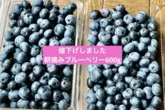 朝摘みブルーベリー 600g 農薬不使用のサムネイル