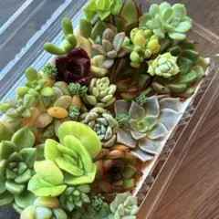 NEW❗️【レア種】アイスラブリーローズ錦大苗入り　多肉植物詰め合わせ　多肉弁当❣️のサムネイル