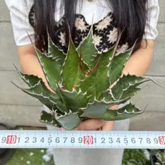 628 アガベ “モンタナ” 厳選極上個体 美株 - メルカリ