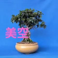 さつき盆栽【美空】 ❨根上り盆栽❩ - メルカリ