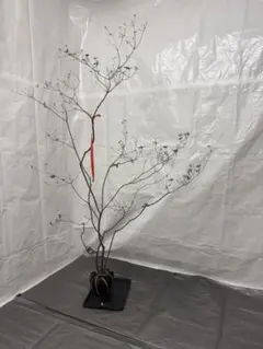 2025年最新】山採り ツツジの人気アイテム - メルカリ