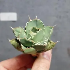 HELMET様 リクエスト 3点 まとめ商品