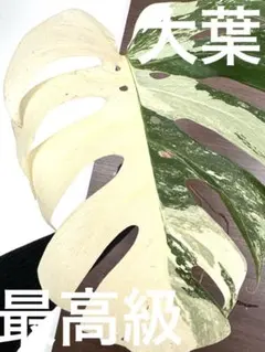 2025年最新】斑入りモンステラ ホワイトタイガーの人気アイテム - メルカリ