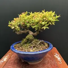 皐月(さつき)】 