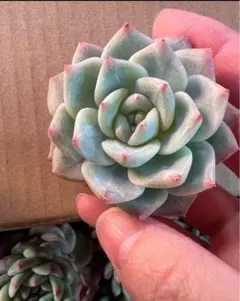 ☆CHI〜☆様 リクエスト 7点 まとめ商品