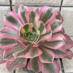 よっしー様 リクエスト 4点 まとめ商品