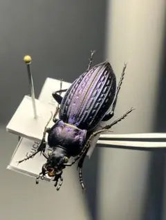 一属一種】ケブカハンチョウの一種 固有種 標本 Eurymorphaゴミムシダ