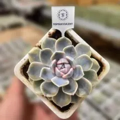 Top【選抜株】多肉植物　22175ロビン　24個　鉢無し/脱土 Top【選抜株】多肉植物 22175ロビン 24個 鉢無し/脱土 - メルカリ