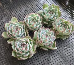 maririn9277様 リクエスト 2点 まとめ商品